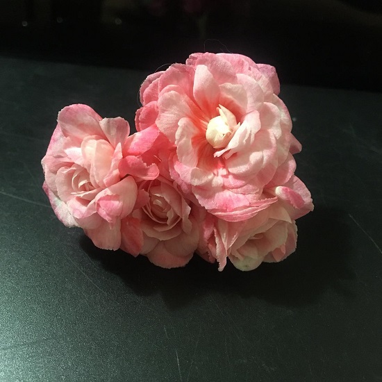 Пеларгония Эппл Блоссом Розебуд (Apple Blossom Rosebud) вид2