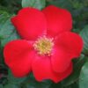 Роза Робуста (Robusta) вид2