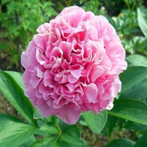 Пион Карнейшн Букет (Carnation Bouquet)