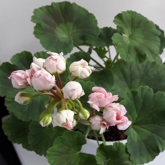 Пеларгония Эппл Блоссом Розебуд (Apple Blossom Rosebud)