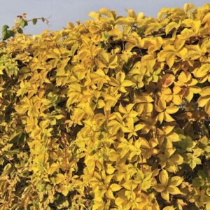 Девичий виноград Еллоу Уолл (Yellow Wall)