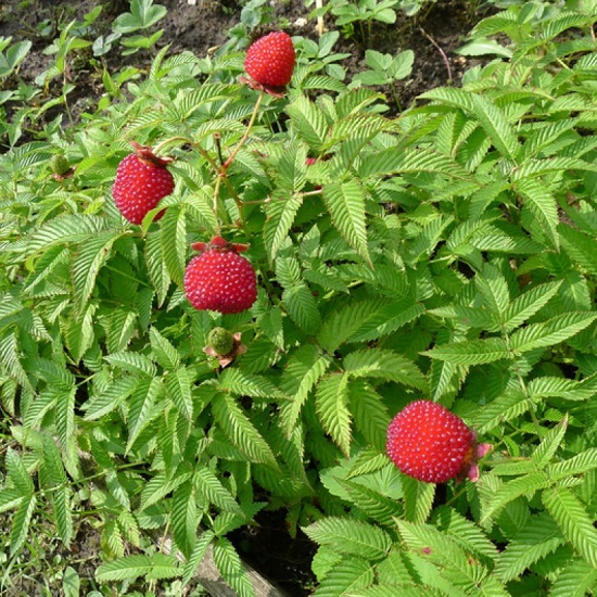 Малина соблазнительная Рубус (Rubus)