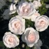 Роза Аспирин-Розе вид1