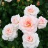 Роза Кремоса вид1