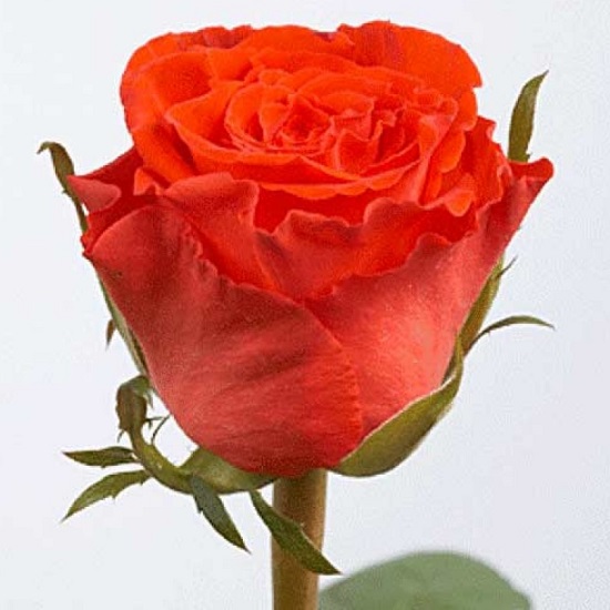 Роза Мерседес вид1