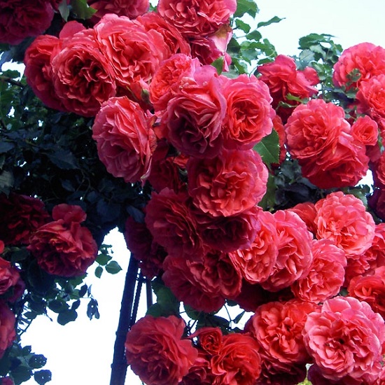 Роза Розариум Утерсен вид1