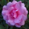Роза канадская Прайри Джой вид1