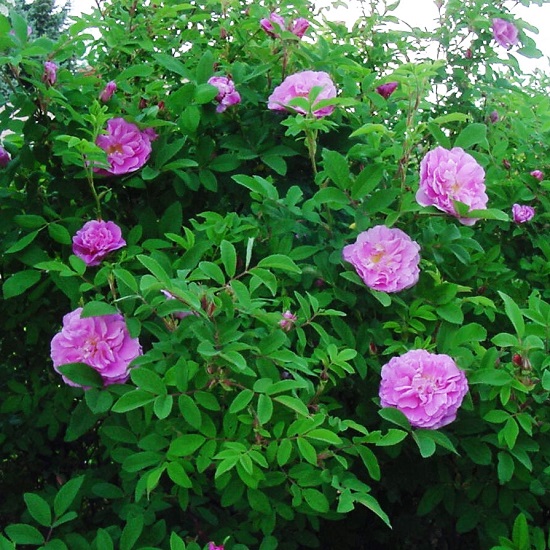 Роза канадская Тереза Багнет вид2