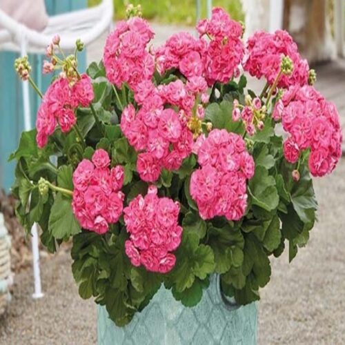 Пеларгонии