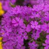 Флокс шиловидный Спринг Пурпл (Spring Purple)
