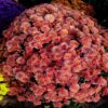 Хризантема Бранбич коралл вид1