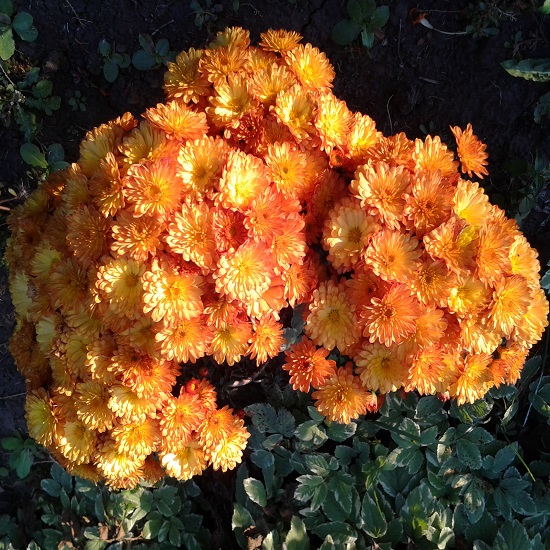 Хризантема Бранбич оранж вид1
