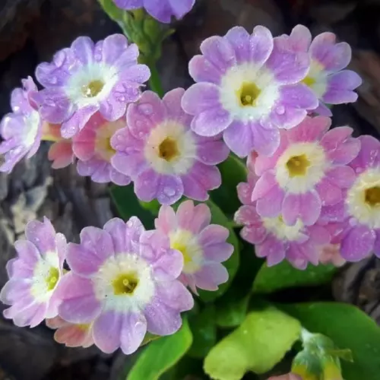Примула ушковая Бартл