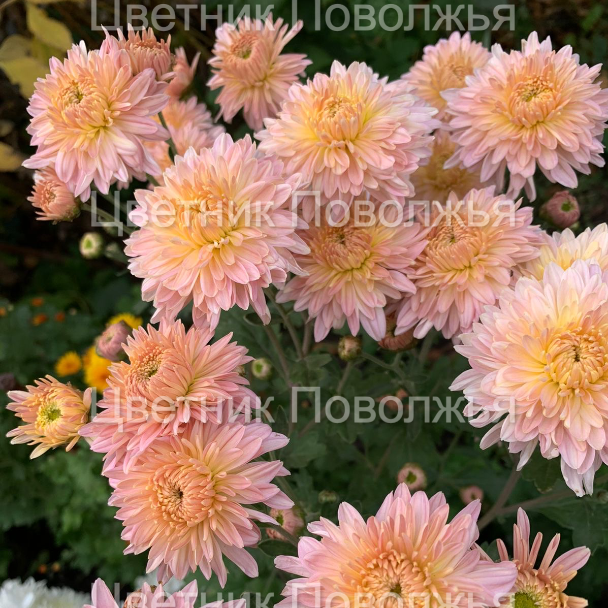 Хризантема Вечерние Грёзы