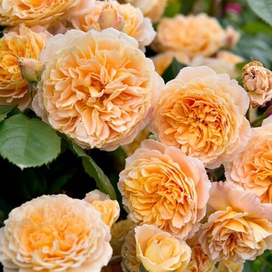 Роза Принцесса Маргарита вид 4