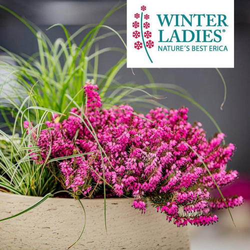 Эрика Винтер Лейдиз Розовая (Winter Ladies roze)
