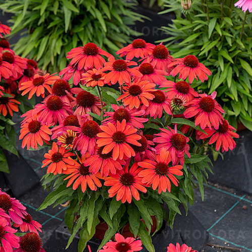 Эхинацея "Сан Мэджик" Винтаж Руби (SunMagic Vintage Ruby)