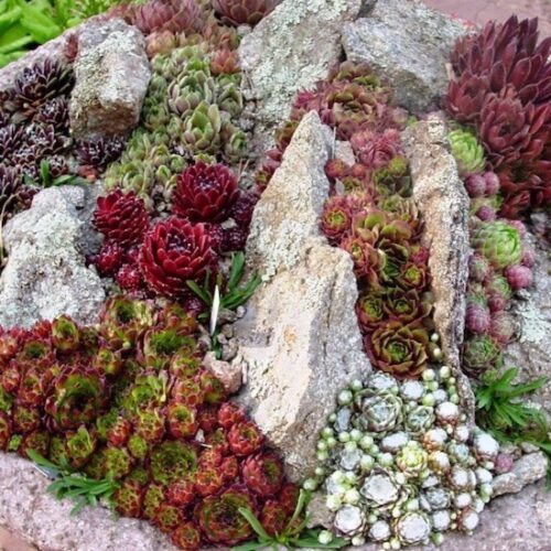 Суккуленты
