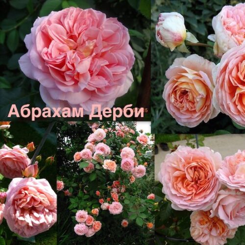 Роза Абрахам Дебри
