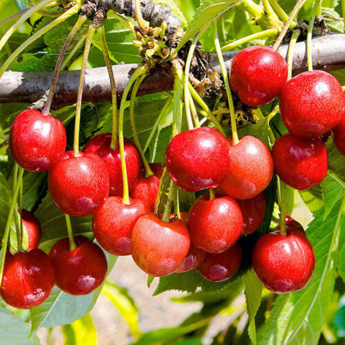 Черешня Брянская розовая