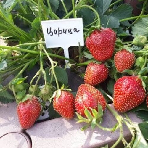Земляника Царица