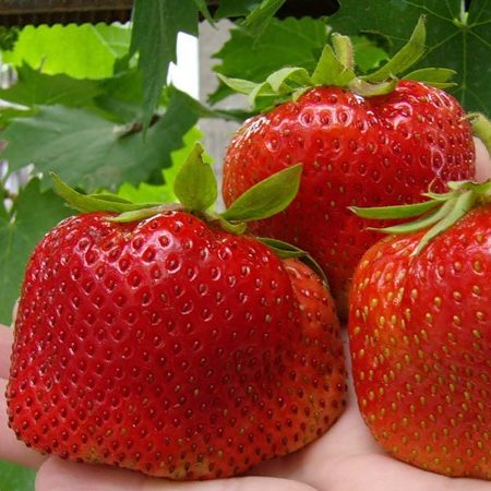 Земляника Цунаки вид 3