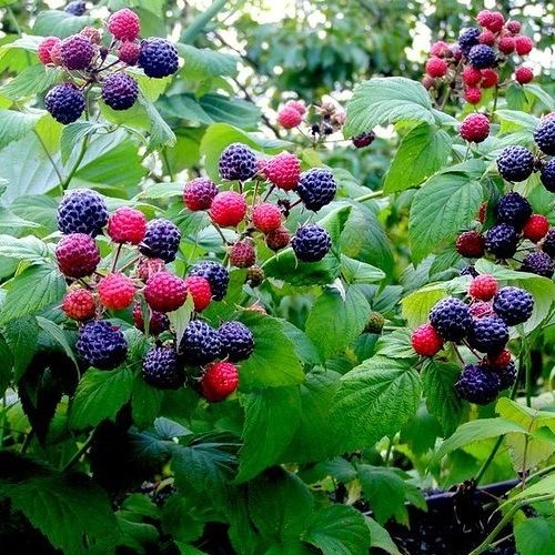 Малина Кумберленд