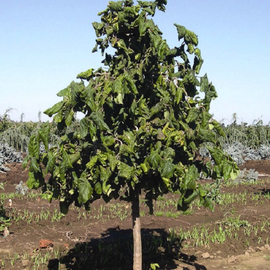 Лещина обыкновенная Конторта вид 2