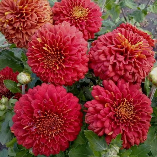 Хризантема Майола