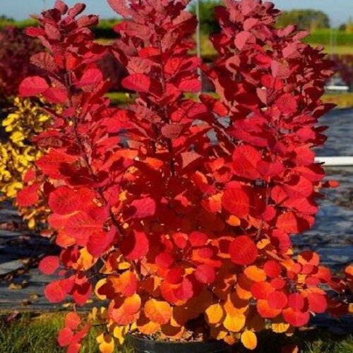 Скумпия кожевенная Флависсимо