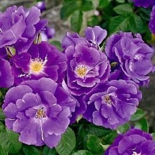 Шраб