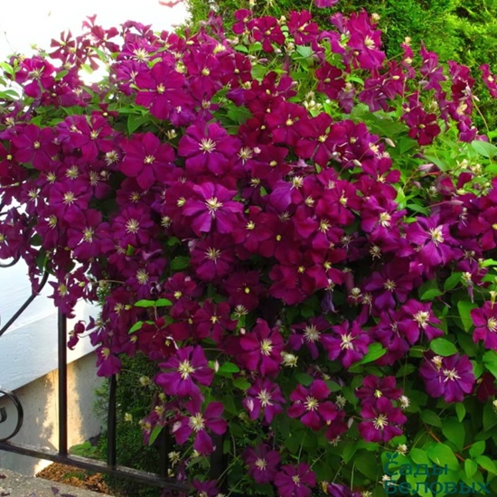 Клематис Ниобе вид 2