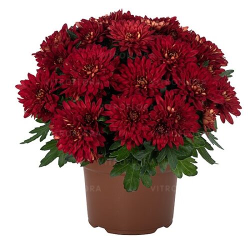 Хризантема Chrystal Berry