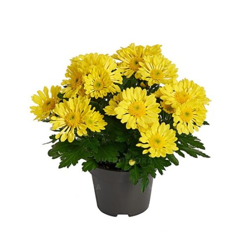 Хризантема Sollinea Sunna